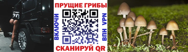 Купить  Обнинск  Галлюциногенные грибы Psilocybe 